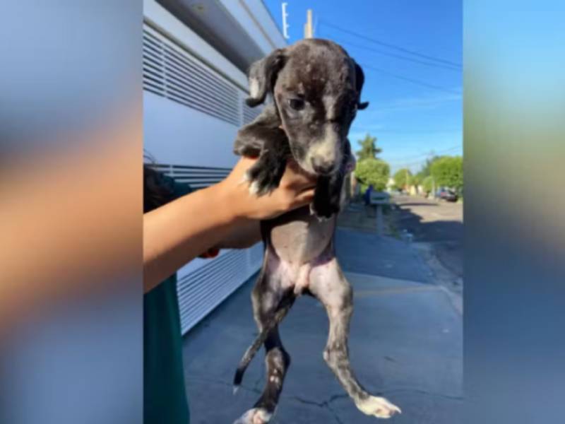 Cães são resgatados em situação de maus-tratos, sem alimentação e abrigo adequados em Marília