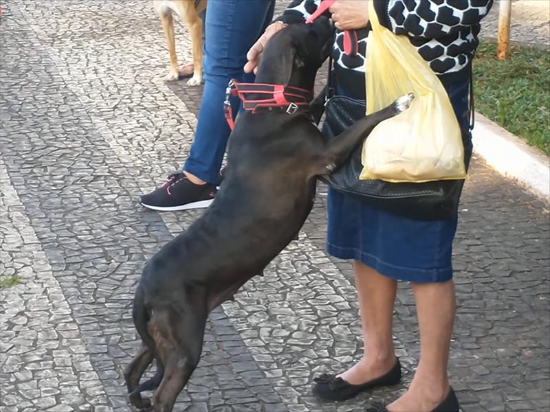 150 cães e gatos são castrados durante mutirão em Paraguaçu Paulista