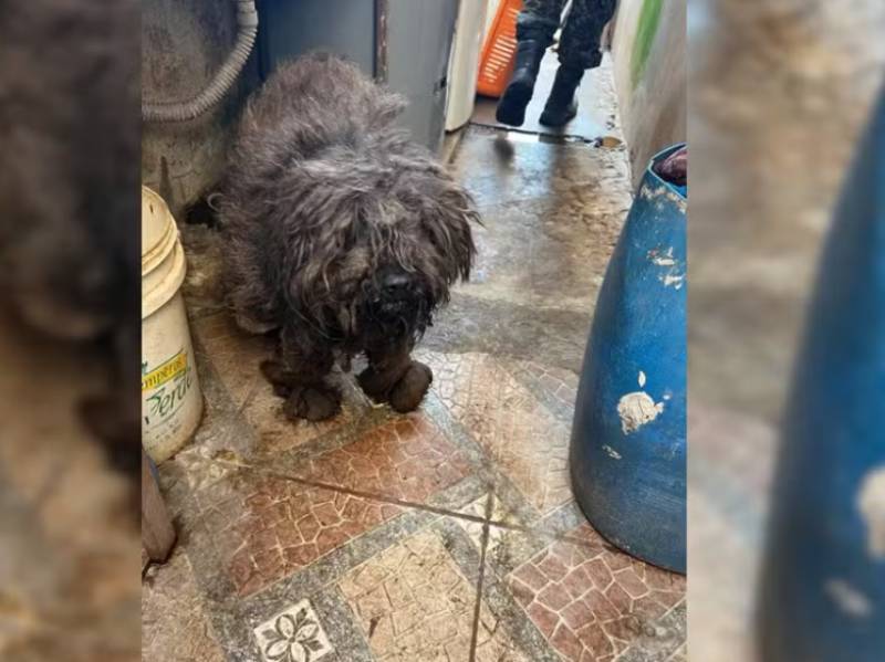 Mulher é presa e multada em mais de R$ 100 mil por maus-tratos em Marília