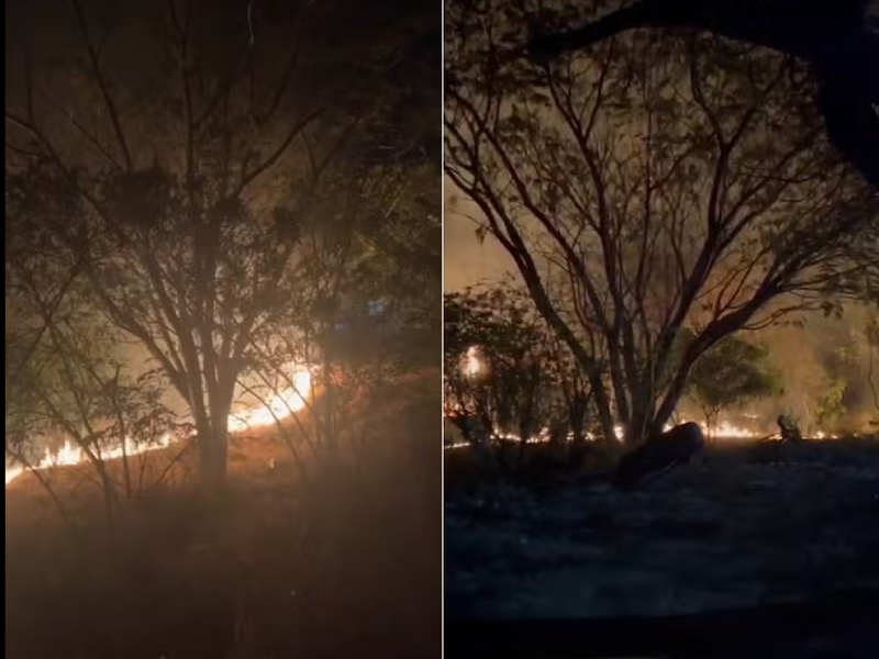 Incêndio atinge área de bambuzal em Marilia