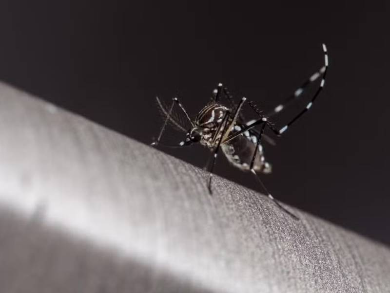 Dengue avança no centro-oeste paulista e mais 4 mortes pela doença são registradas na região