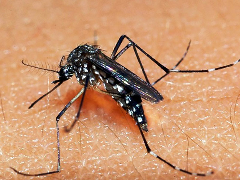 Mesmo com temperaturas mais baixas, Paraguaçu tem cerca de 500 casos de dengue