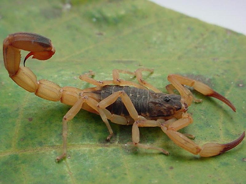Acidentes com escorpiões são comuns em Paraguaçu Paulista; saiba como se proteger
