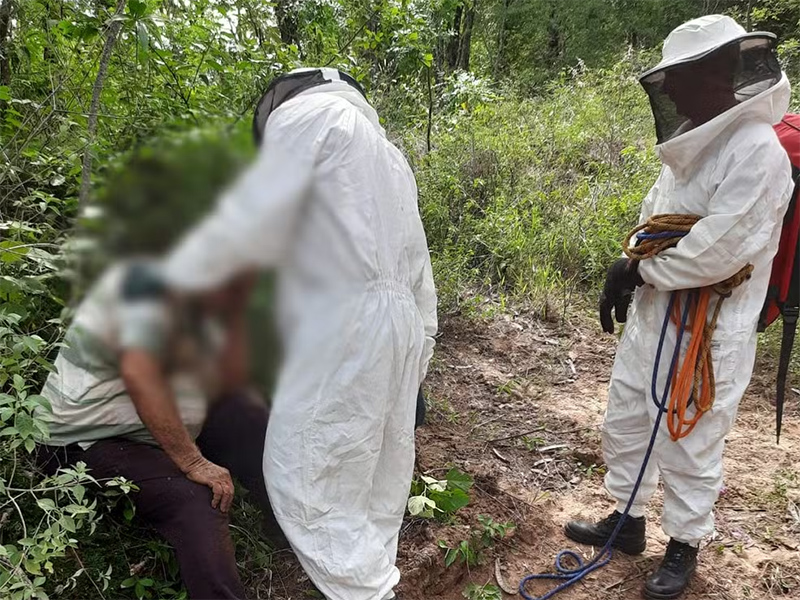 Homens são atacados por abelhas-europeias em Quintana