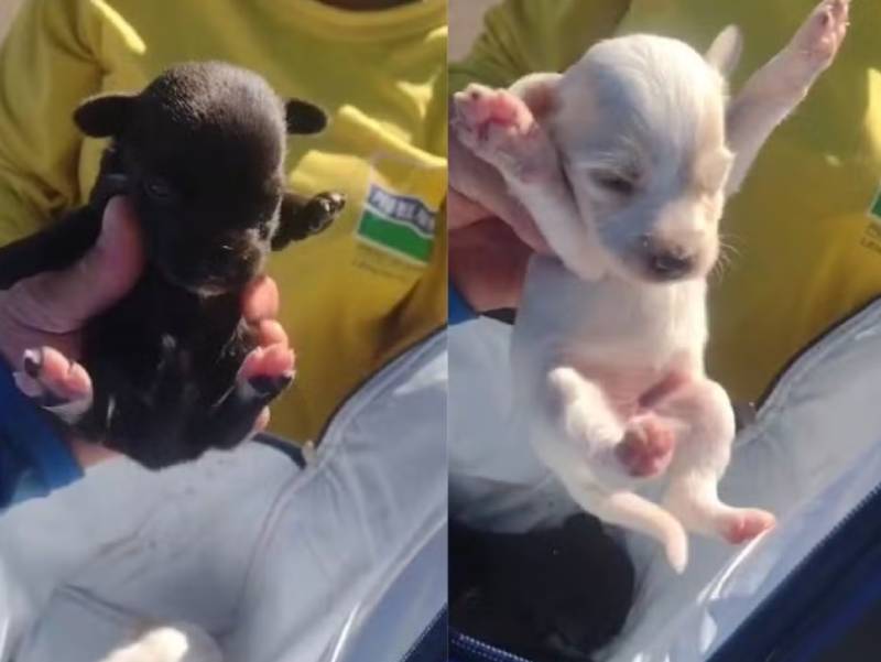 Filhotes de cachorro abandonados são salvos por coletores em Lençóis Paulista