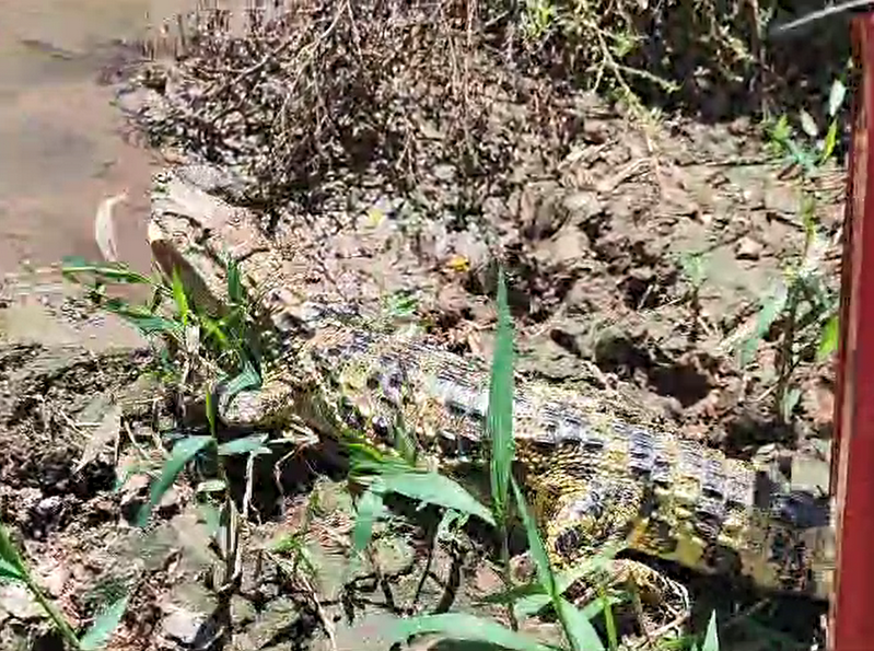 Polícia Ambiental realiza soltura de jacaré do papo amarelo em rio de Marília