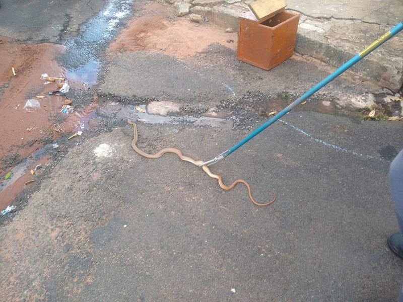 Corpo de Bombeiros captura cobra dentro do motor de caminhão em Rancharia