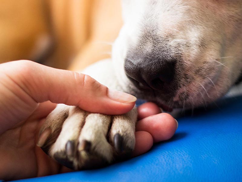 Programa de Castração Móvel deverá castrar 140 animais sexta-feira, dia 31, em Paraguaçu Paulista