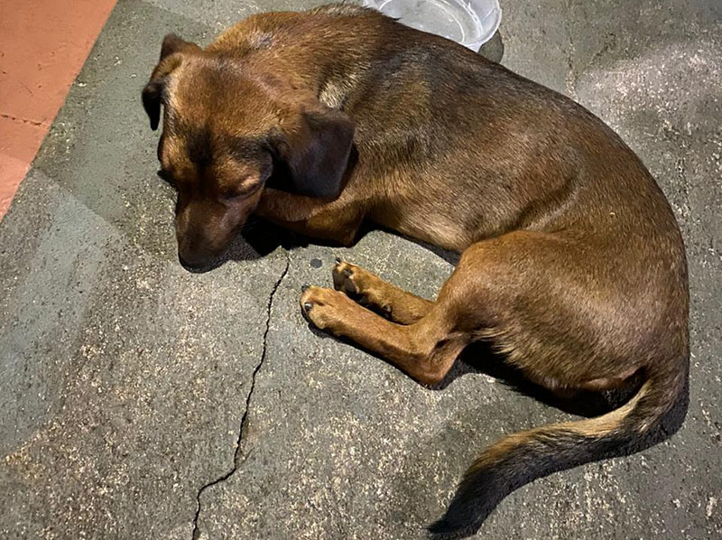 Cachorro é atropelado, recebe cuidados e aguarda o dono