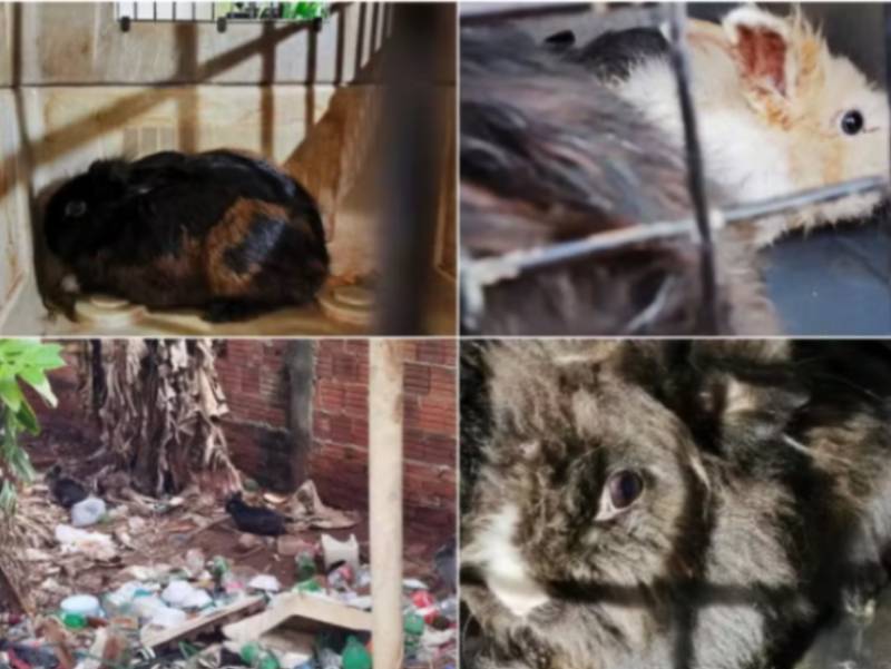 Defesa Civil interdita imóvel após incêndio e resgata coelhos em situação de maus-tratos em Jaú