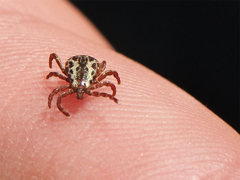 Secretaria de Saúde de Paraguaçu Paulista orienta sobre prevenção a Febre Maculosa