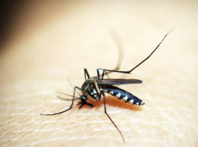 Paraguaçu Paulista tem 578 casos positivos de dengue em 2024