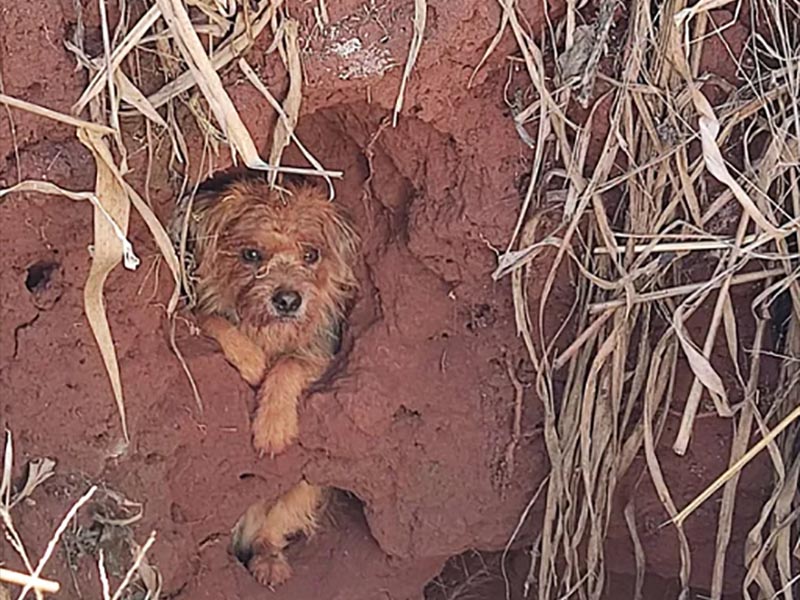 Após três dias desaparecido, cachorro é resgatado de dentro de poço na região
