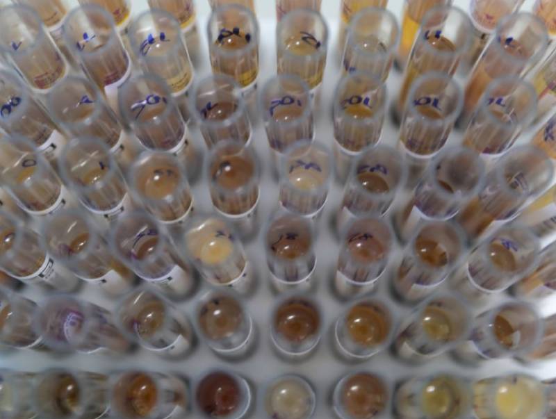 Uso de medicamento oferecido no SUS reduz casos de malária no Brasil