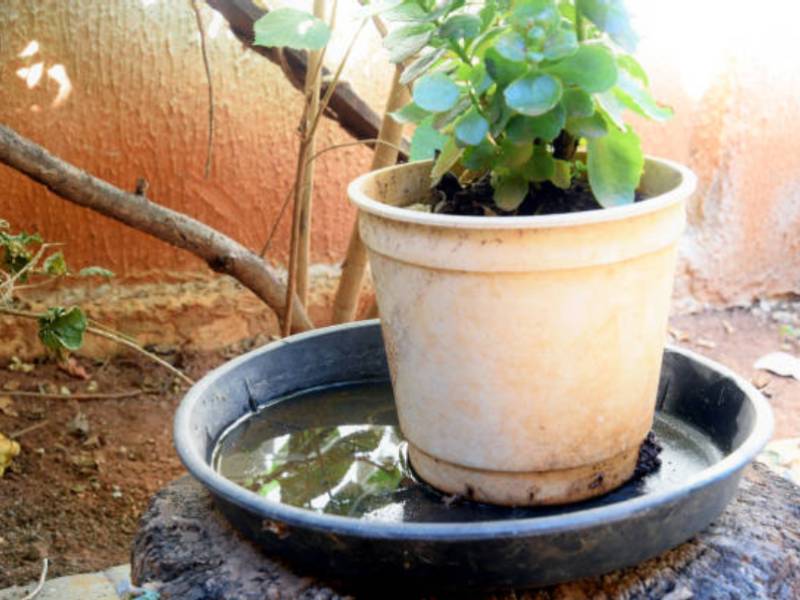 Combate à Dengue: 75% dos focos do mosquito estão dentro das residências em Paraguaçu Paulista