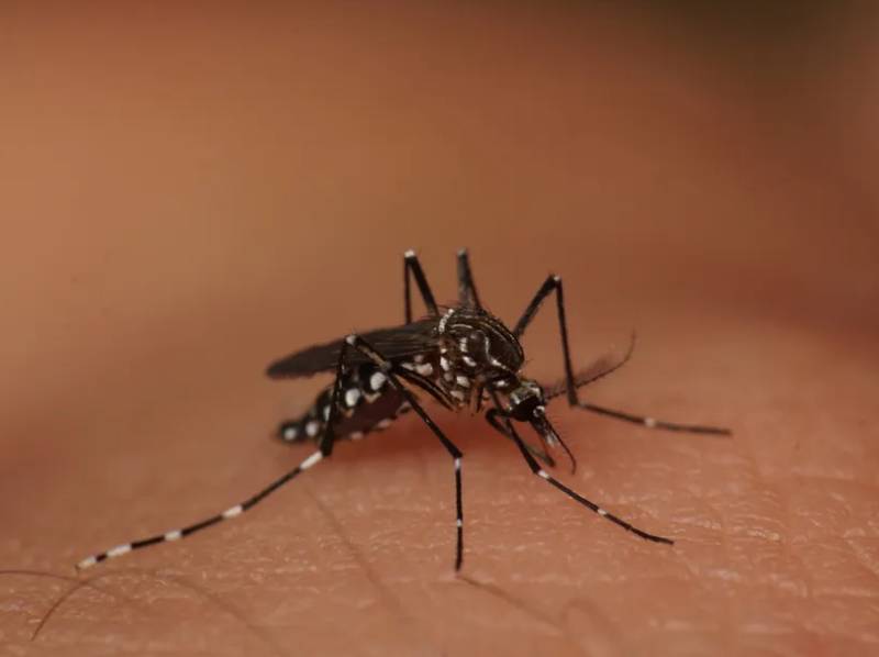 Paraguaçu Paulista tem mais de 160 casos positivos de dengue em 2024
