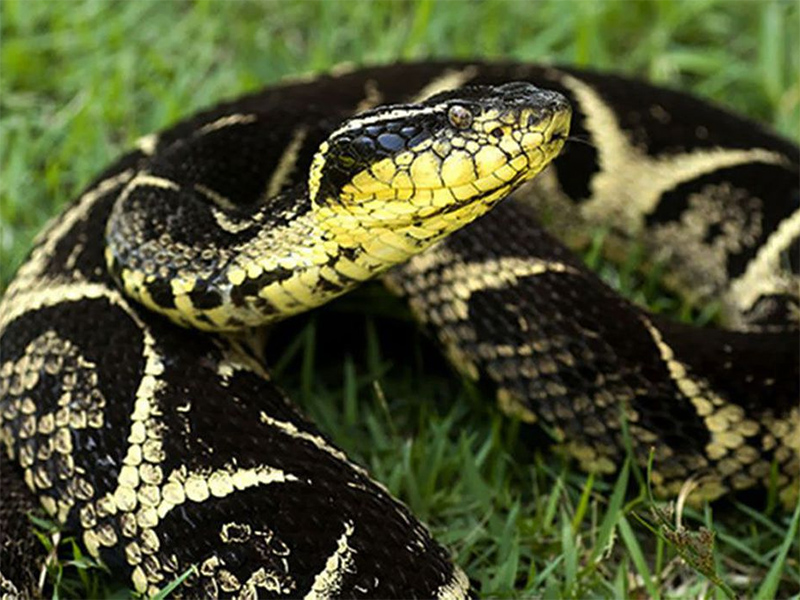 Substância em veneno de cobra jararacuçu pode inibir avanço da covid