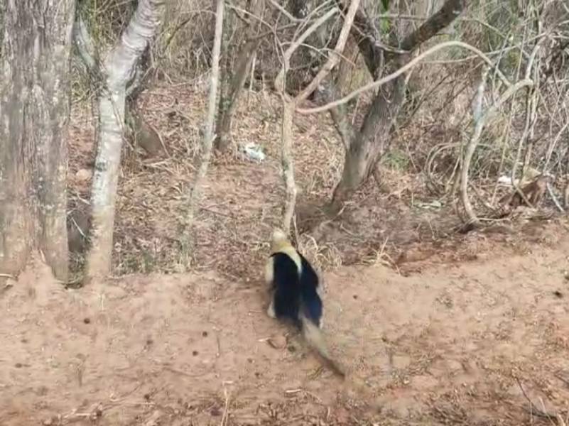 Tamanduá é capturado pelo Corpo de Bombeiros dentro de residência em Garça