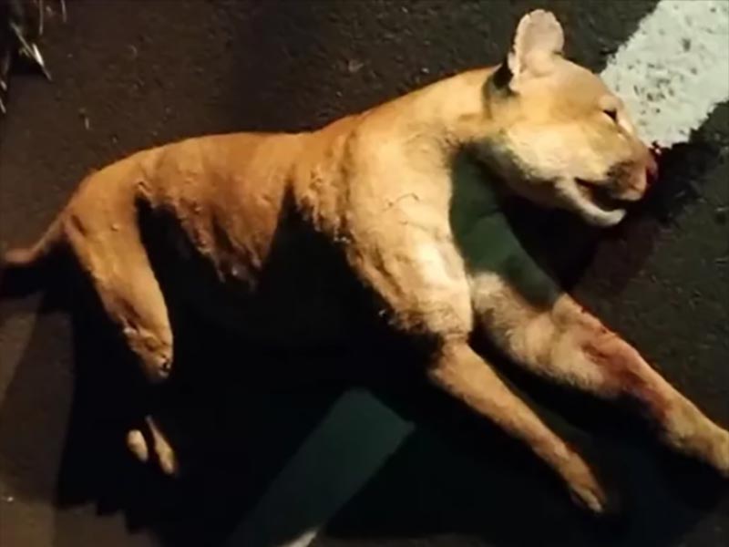 Onça-parda, de espécie ameaçada de extinção, morre atropelada em rodovia de Pirapozinho