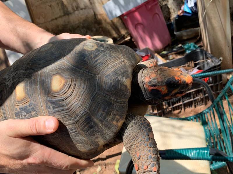 Polícia resgata animais em situação de maus-tratos em Marília e responsável é multado em R$ 42 mil