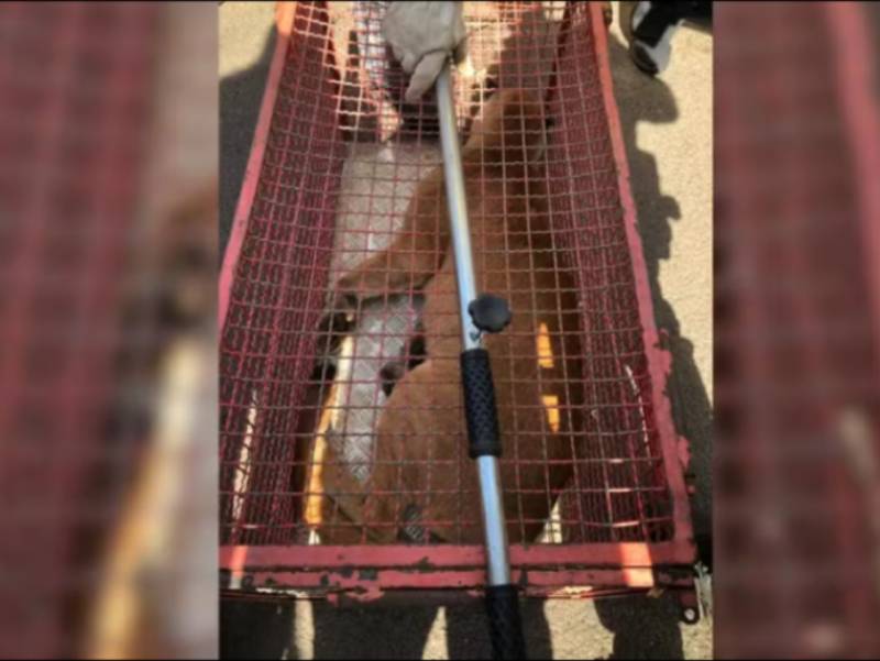 Onça-parda é resgatada em quintal de casa em Marília após ser vista no telhado