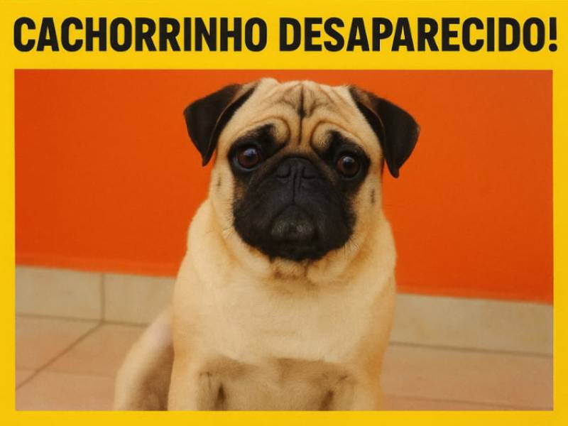 Ajude o Esturte a voltar para casa! Cãozinho da raça Pug desapareceu no bairro Lina Leuzzi