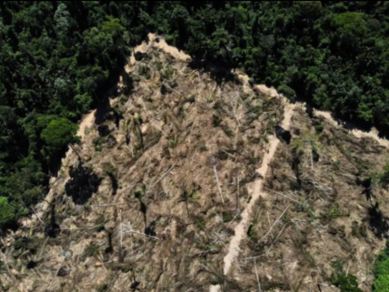 Florestas públicas não destinadas são ameaçadas por crimes ambientais