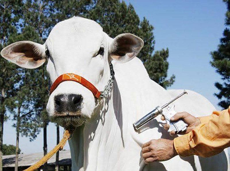 Lutécia detecta casos de raiva em bovinos
