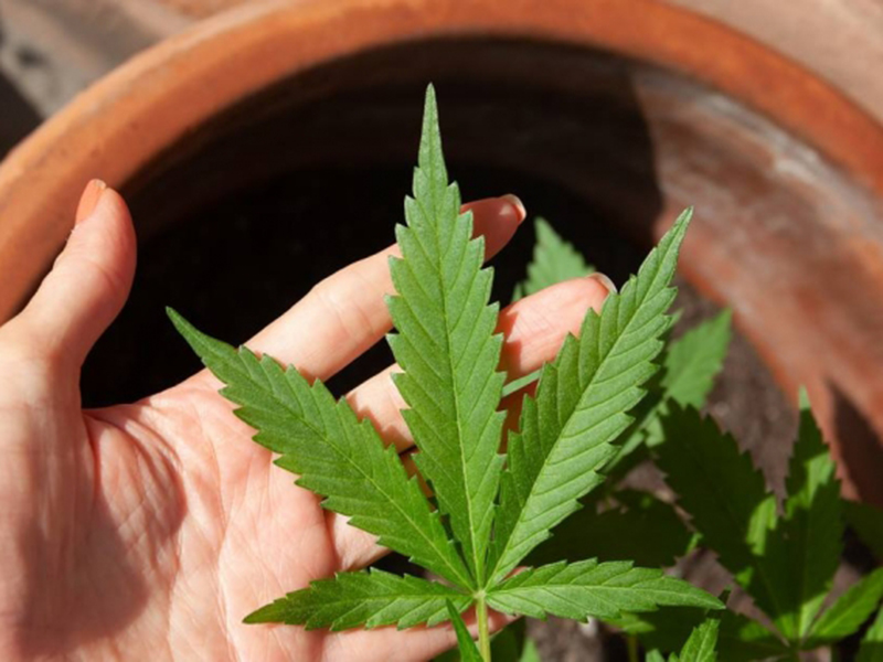 Comissão discute projeto que autoriza cultivo da Cannabis para uso medicinal