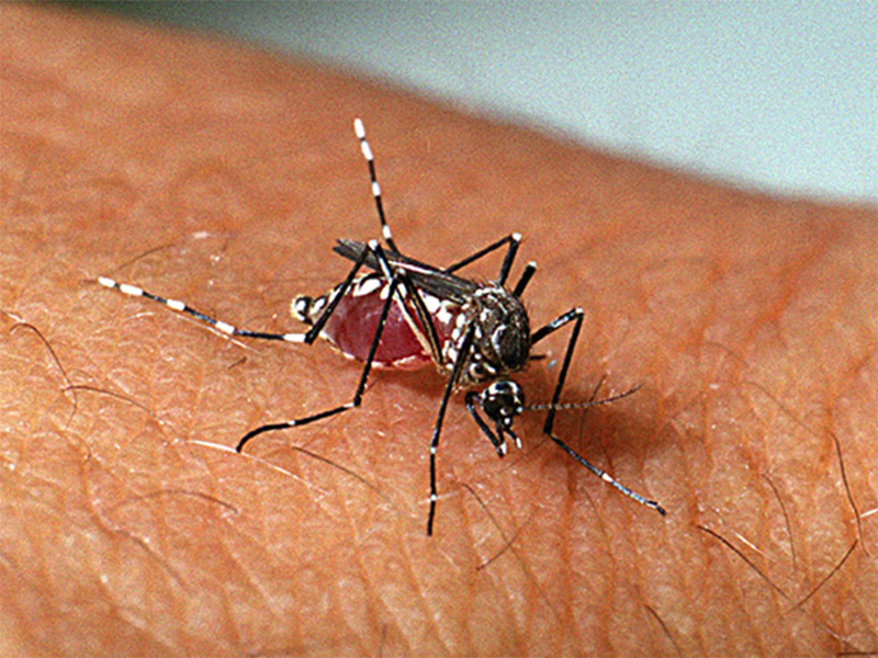 Anvisa alerta sobre repelentes adequados contra o mosquito da dengue