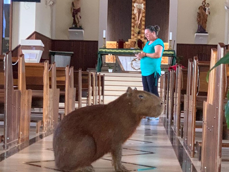 Capivara invade igreja e mobiliza bombeiros em Ibirarema