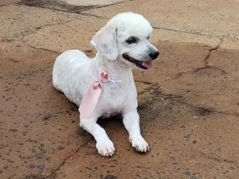 Polícia investiga homem suspeito de matar cachorro a chutes no interior de SP