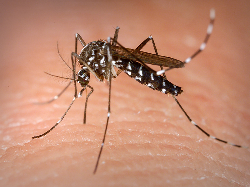 Pessoas que tiveram dengue são propensas a ter sintomas da covid-19