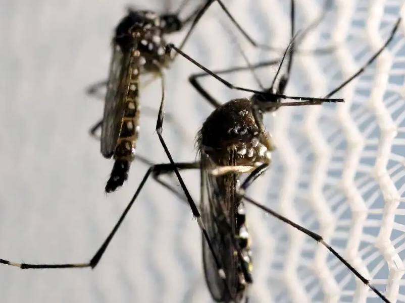 Vacina contra a dengue do Butantan pode beneficiar saúde global