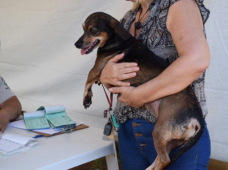 Prefeitura abrirá inscrições para a 6ª Etapa de castração de cães e gatos