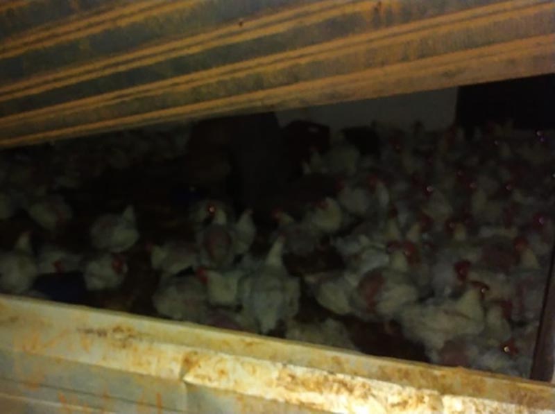 Polícia Militar recupera 200 galinhas que foram furtadas de caminhão em Ibirarema