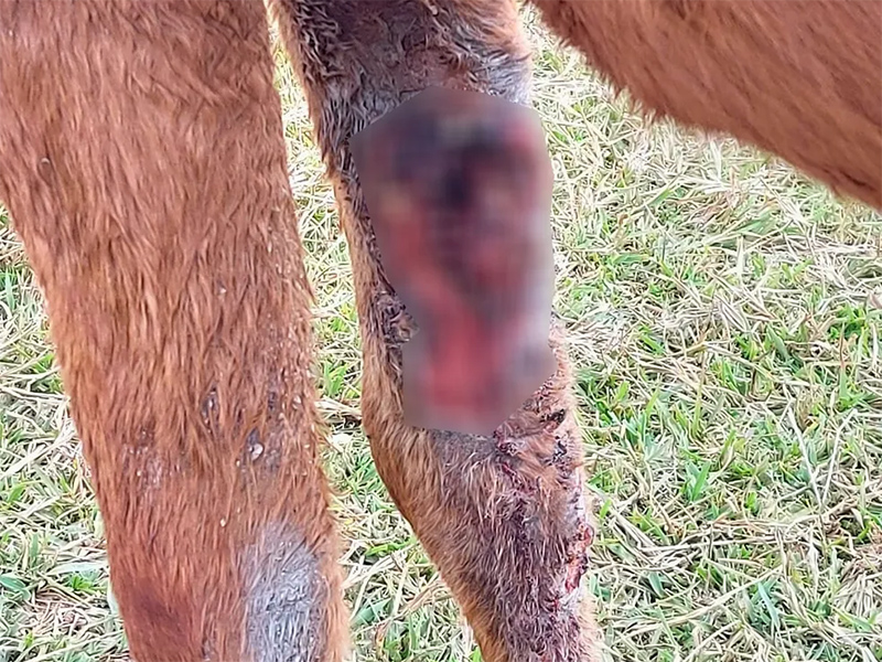 TV Paraguaçu - Cavalo é encontrado abandonado, com grande