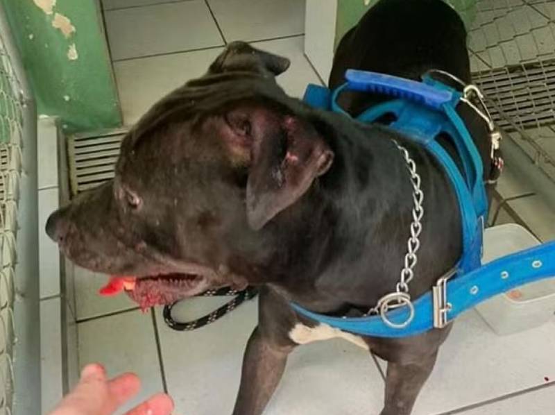 Idosa fica ferida após ser atacada pelo próprio pitbull no interior de SP