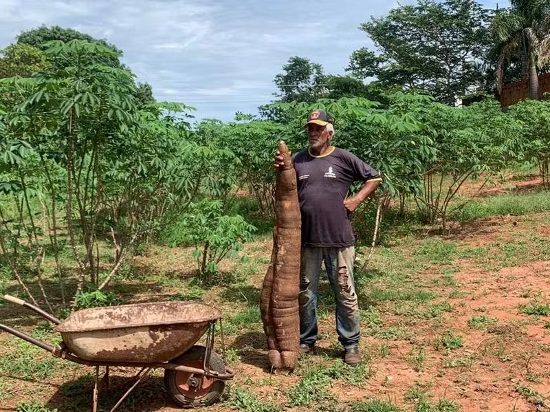 Produtor do interior de SP colhe mandioca gigante com mais de 40 kg