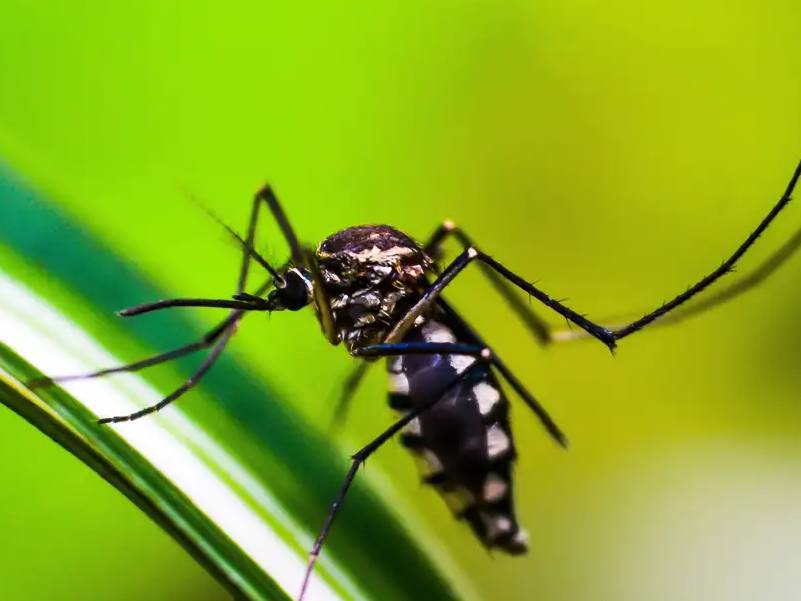 Casos de dengue no Brasil caem 75% em 2026