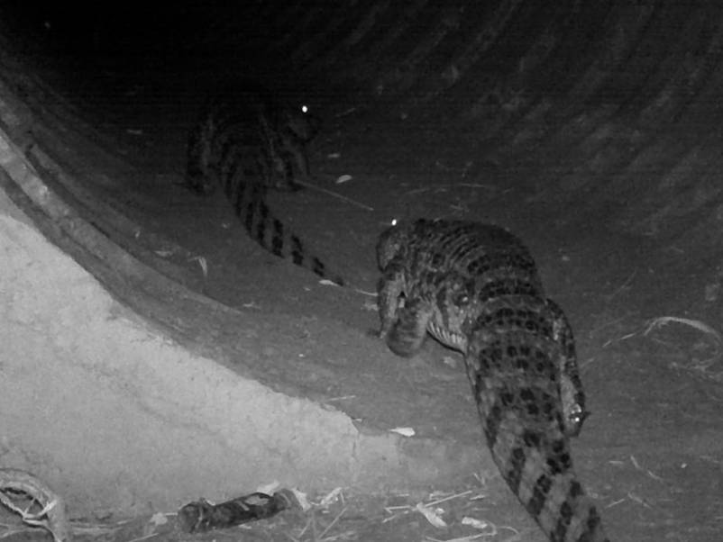 Câmeras captam flagrantes de animais silvestres em passagens de fauna em rodovias da região