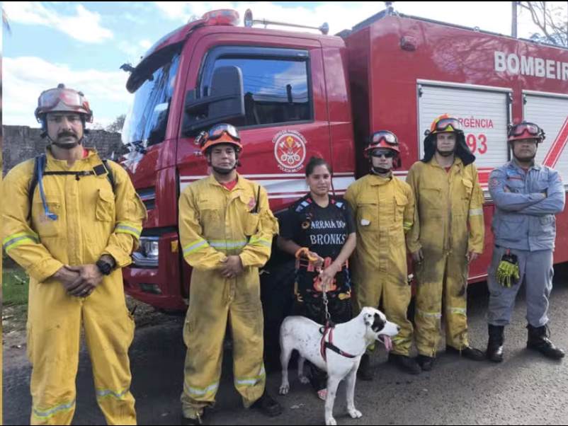 Cachorro é resgatado após cair de penhasco de 15 metros em Marília
