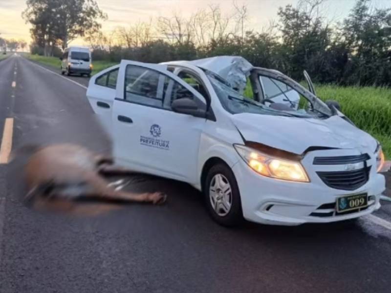 Carro da Prefeitura de Mineiros do Tietê atropela cavalo na SP-304 em Jaú