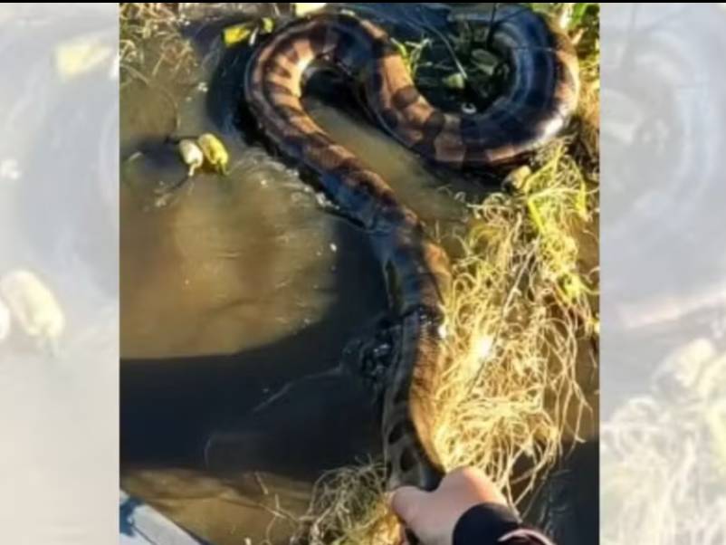 Pescadores de Pirajuí salvam sucuri gigante presa em rede no Rio Tietê, no interior de SP