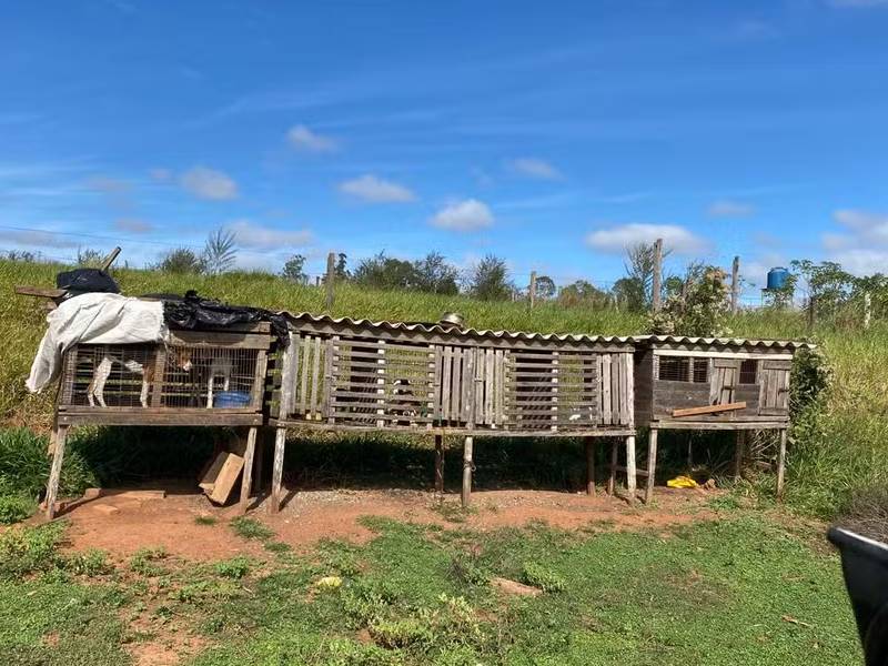 homem é preso por manter porcos, cachorros e coelhos em situação de maus-tratos