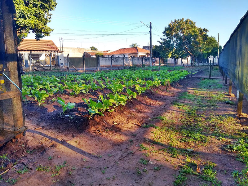 Espaço Horta da Prefeitura de Paraguaçu faz primeira colheita de verduras