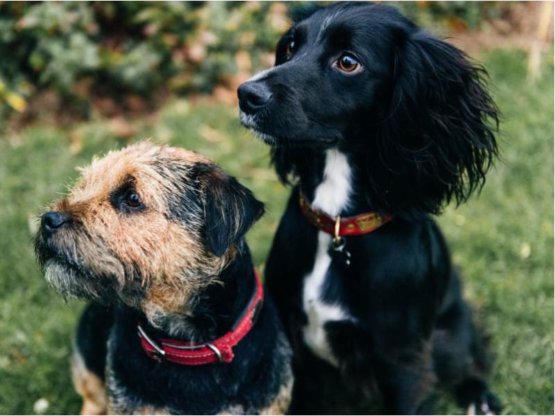 Eixo SP apoia campanha de castração de cães em Paraguaçu Paulista