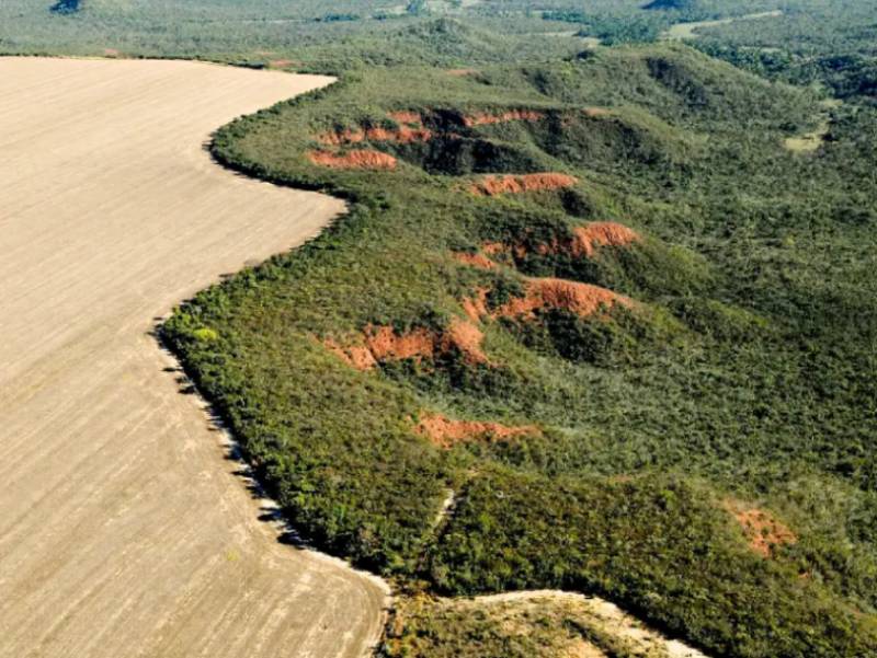 Área desmatada no Brasil em 2023 cai 11,6%, indica MapBiomas