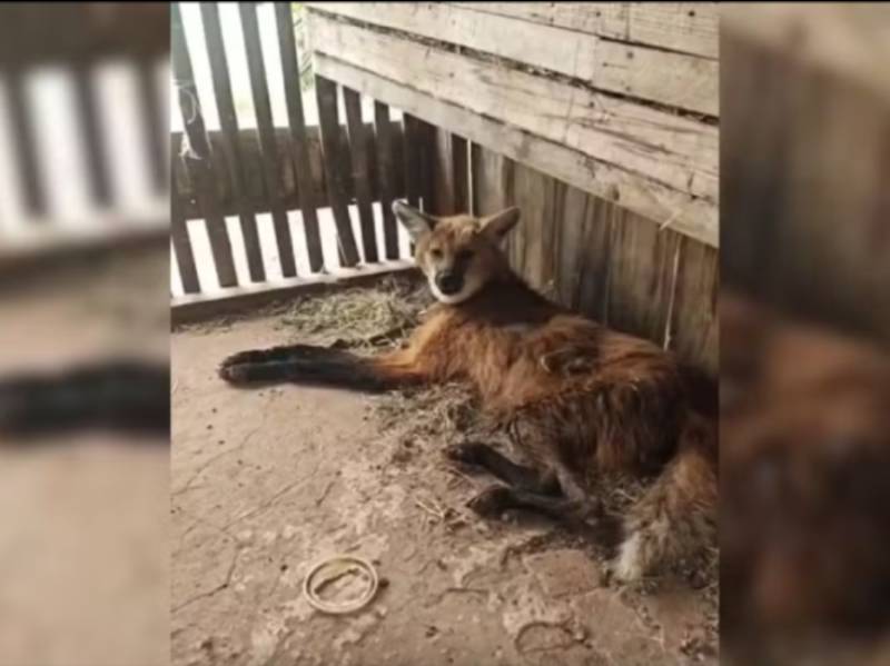 Bombeiros resgatam lobo-guará ferido dentro de galinheiro em Marilia