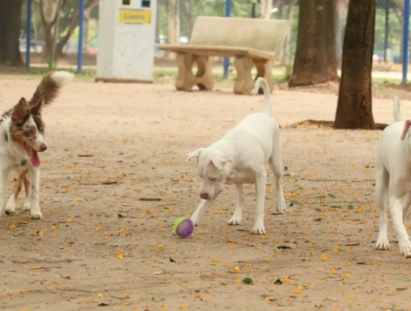 Estatuto dos Cães e Gatos prevê penas para quem maltratar animais